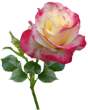 rose-3842744_960_720 (128x160, 32Kb)
