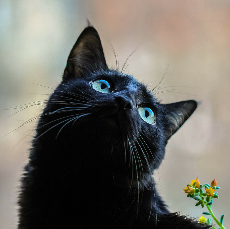 Черная кошка бывает. Чёрный кот. Черные коты. Красивый черный кот. Красивая черная кошка.